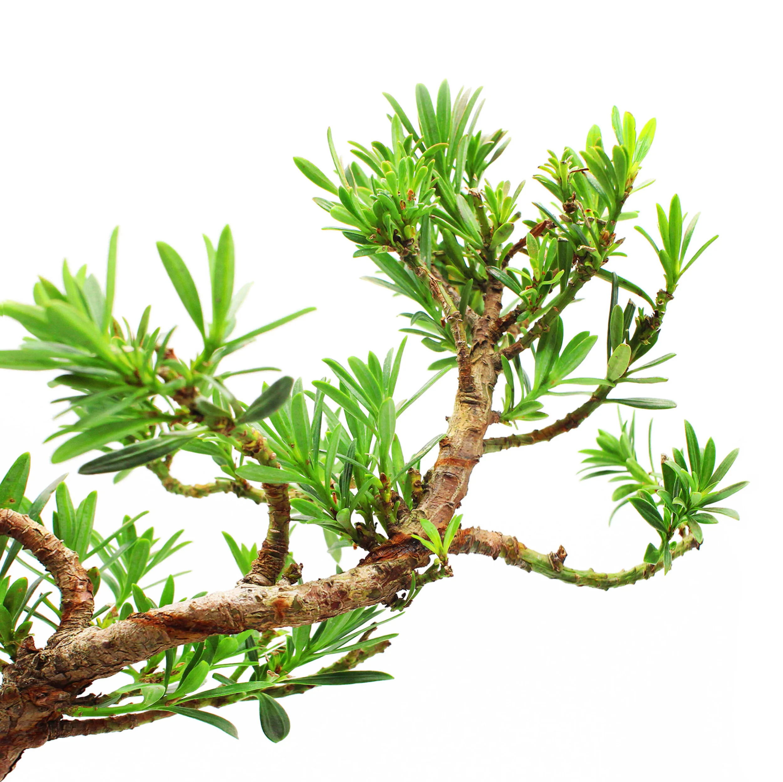 - Tranquil Plants detail copy 2.jpg