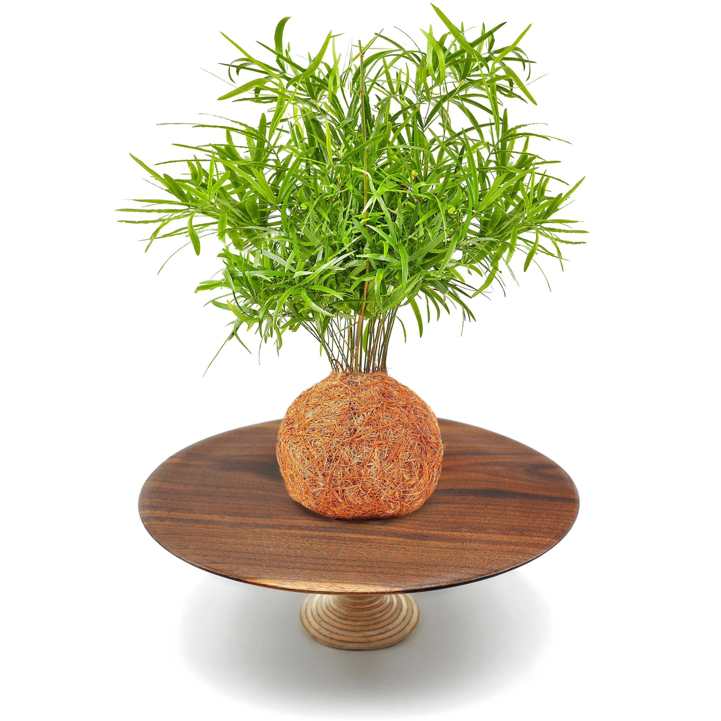 Coco Fern Walnut.jpg