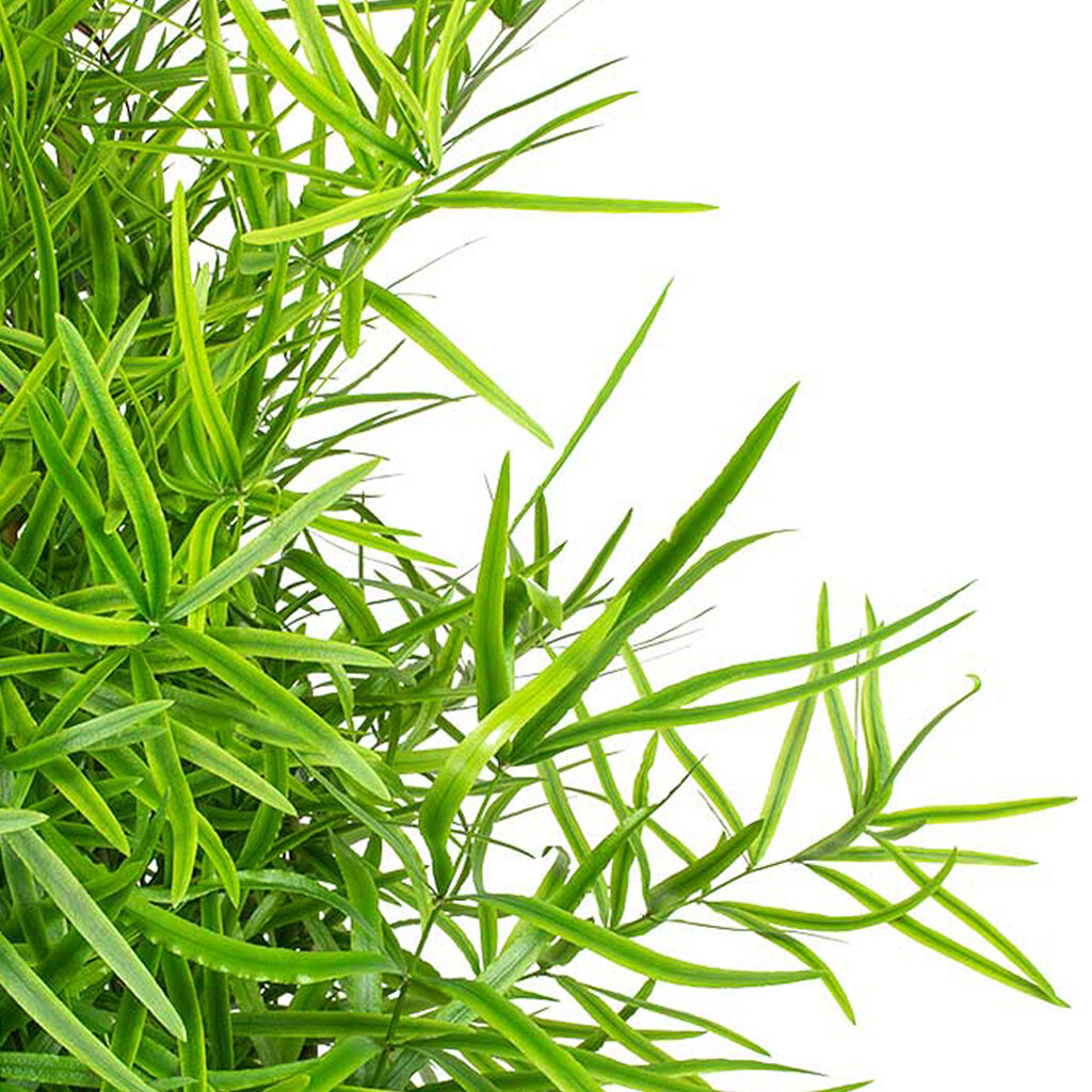 Falcatus Fern Detail.jpg