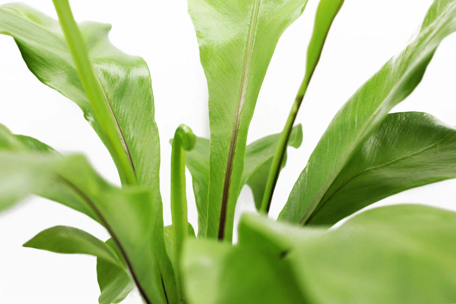 Bird Nest Detail.jpeg