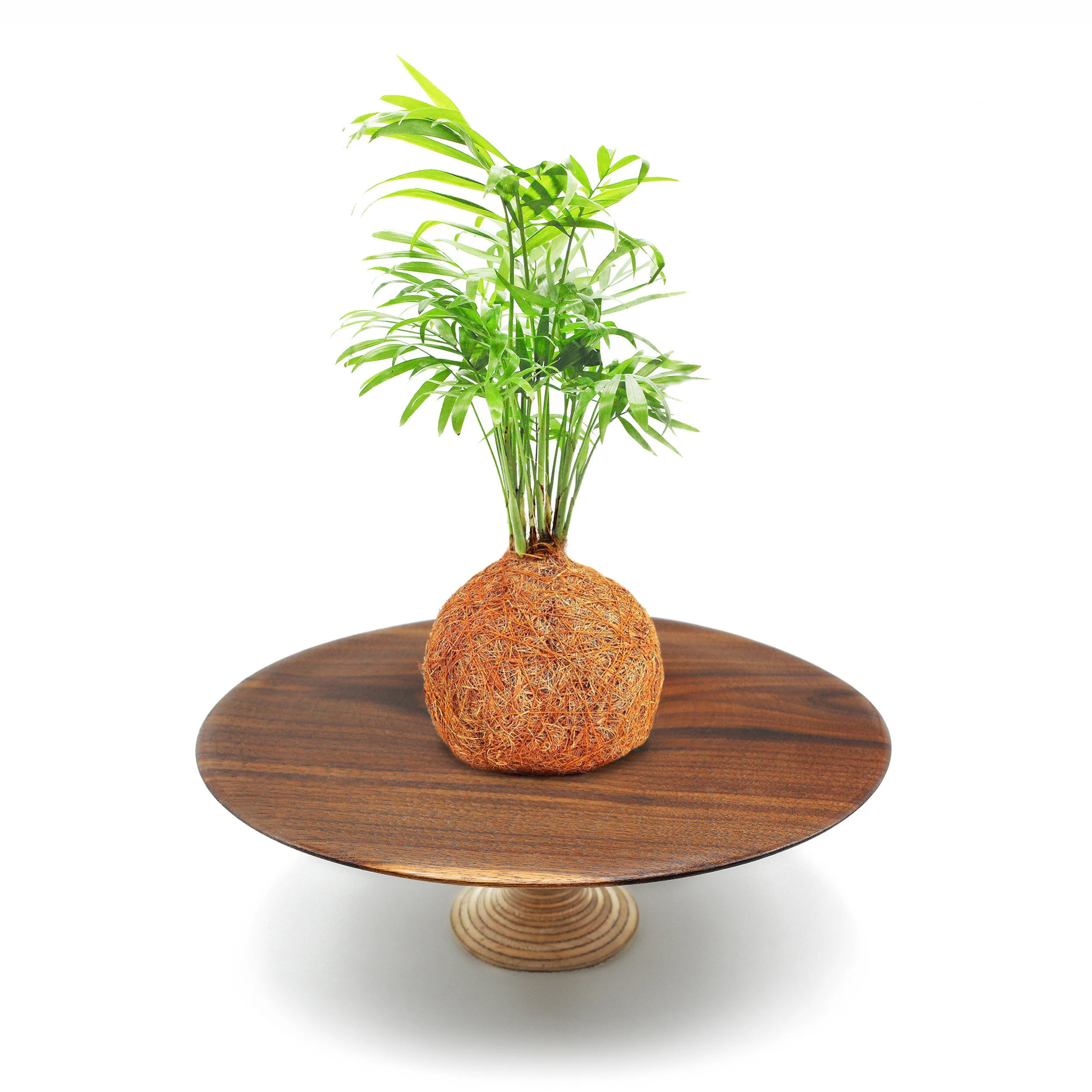 Deluxe Coco Palm & Moss