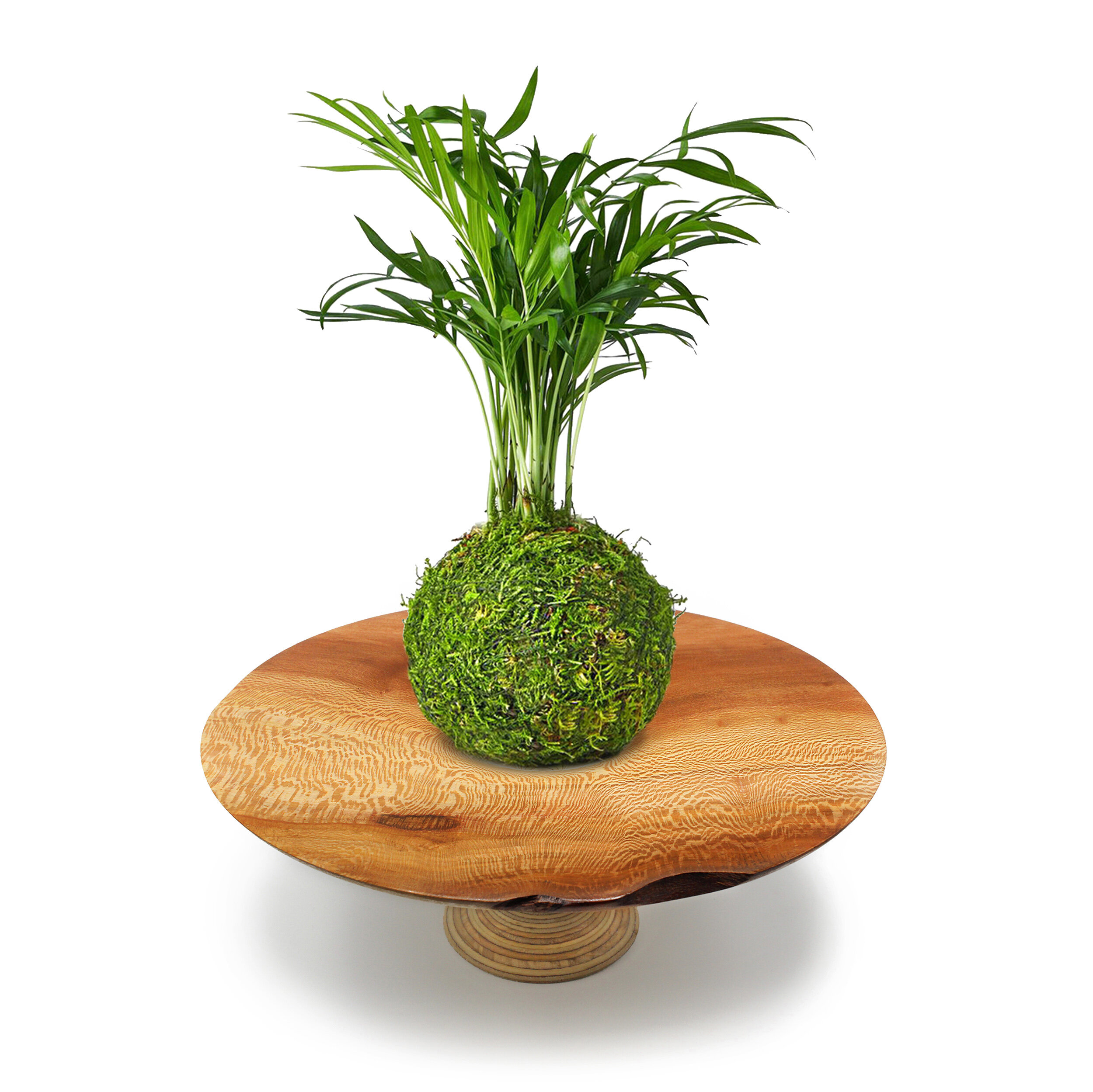 Moss Palm London Plane.jpg