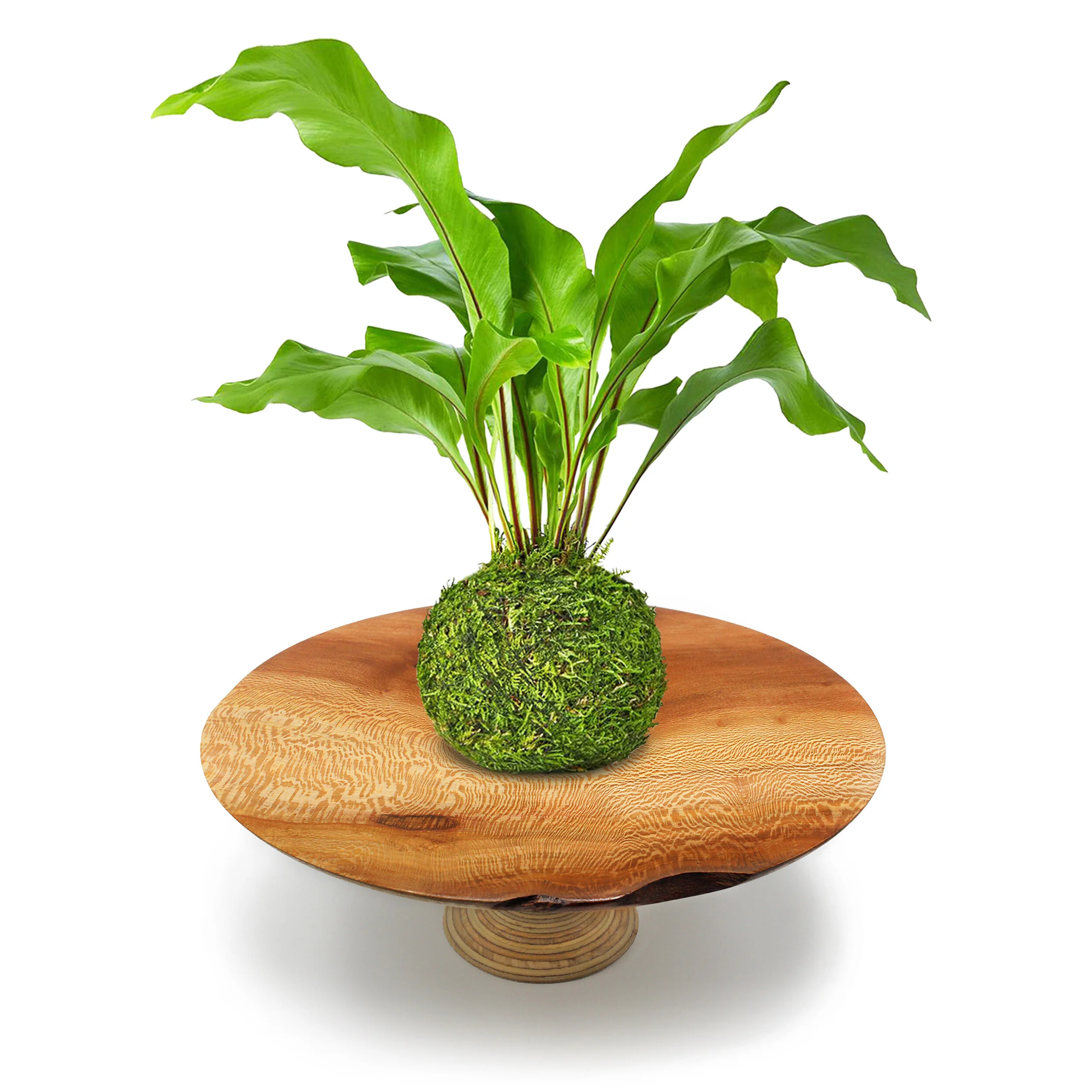 Moss Bird Nest London Plane.jpg