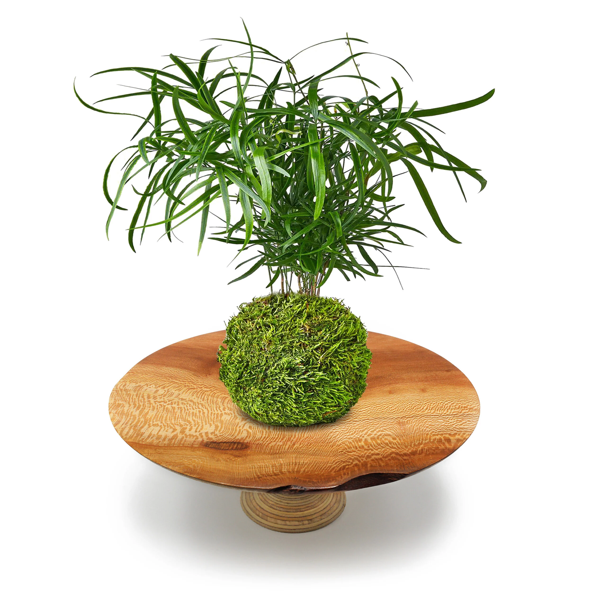 Moss Fern London Plane.jpg