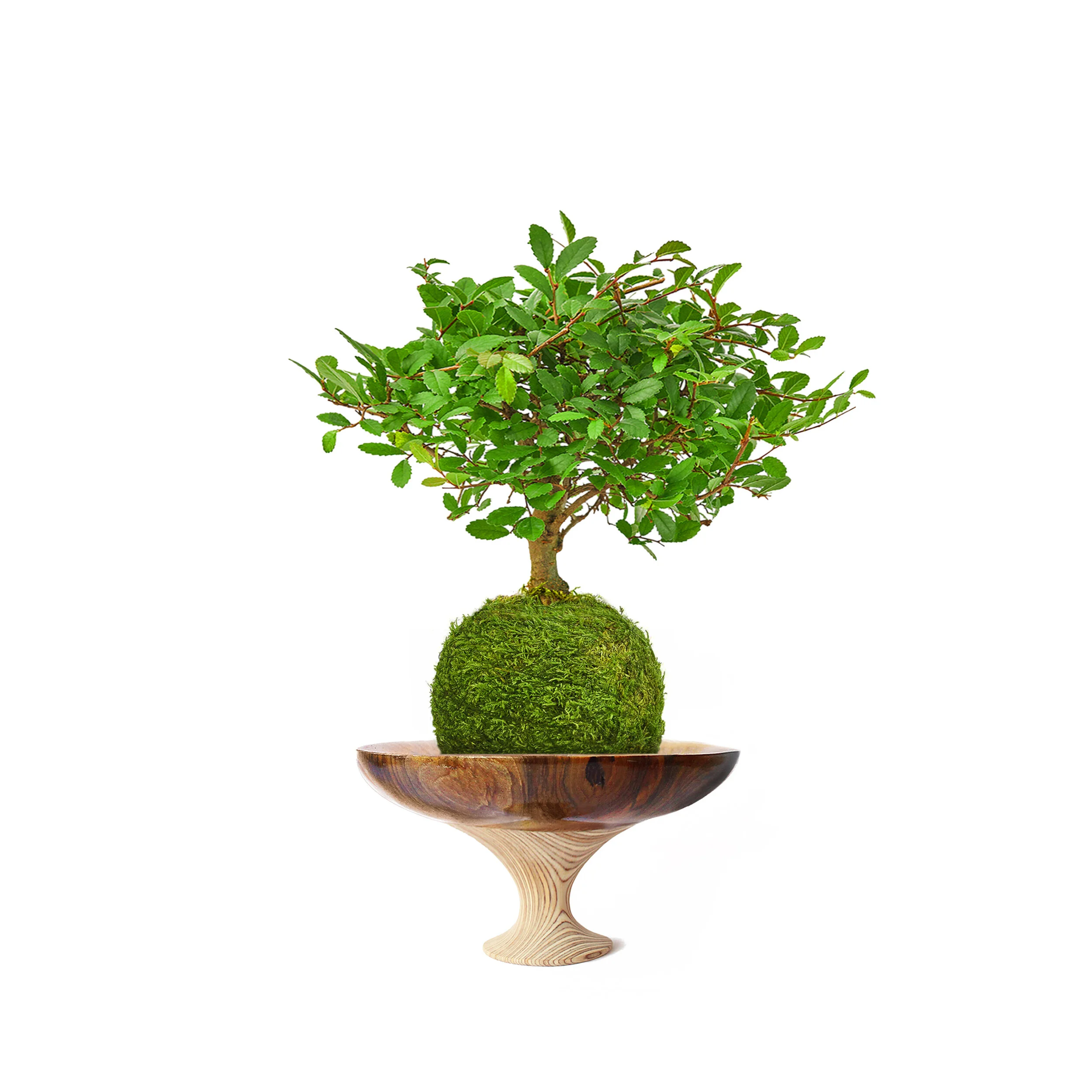 Hokidachi Bonsai Seed