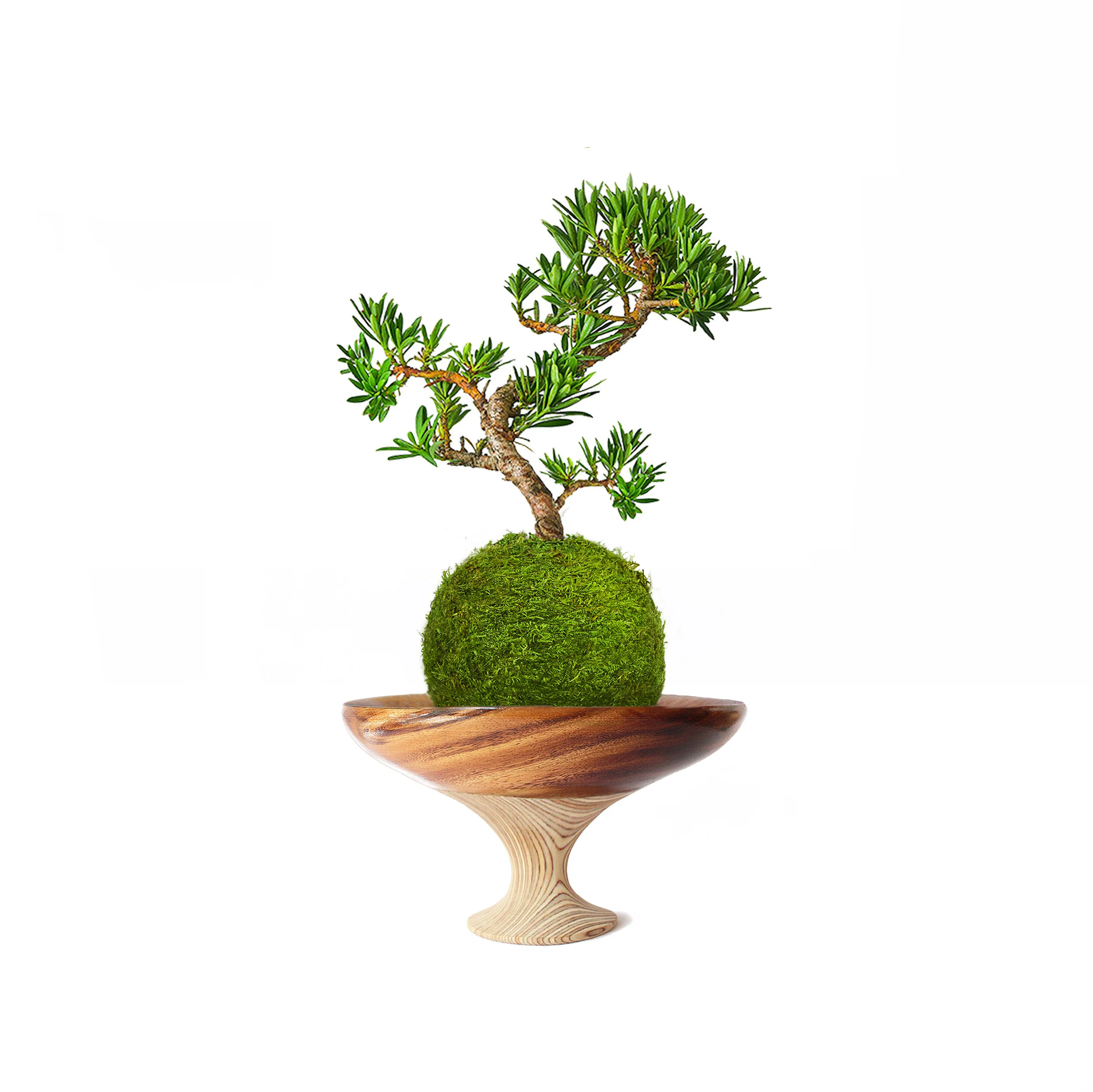 Buddhist Bonsai Seed