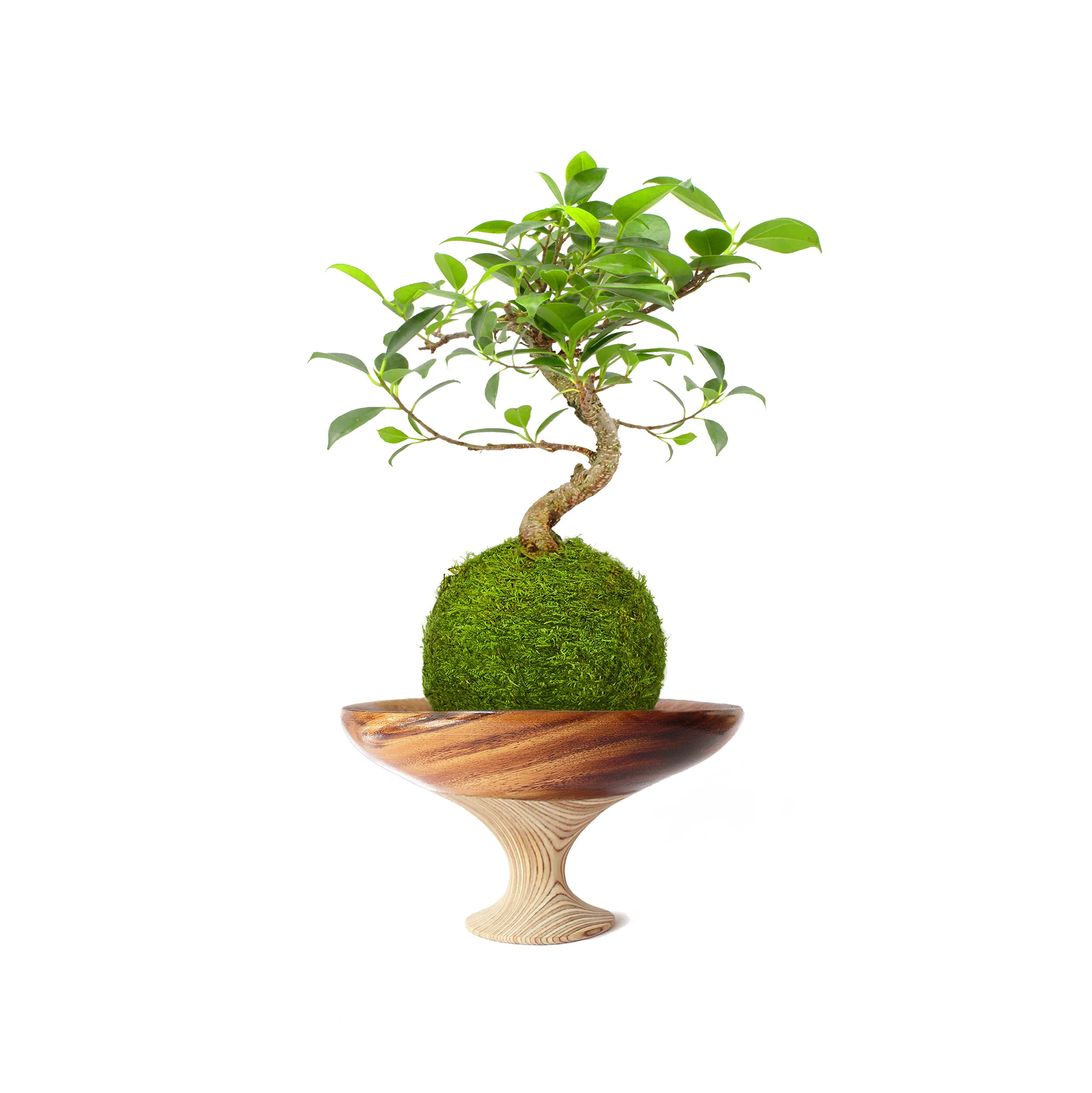 Small Chalice Ginseng.jpg