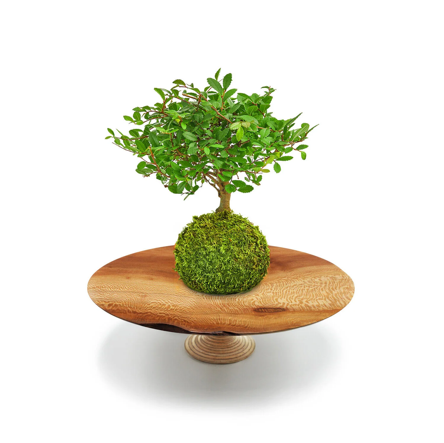 Hokidachi Bonsai Garden