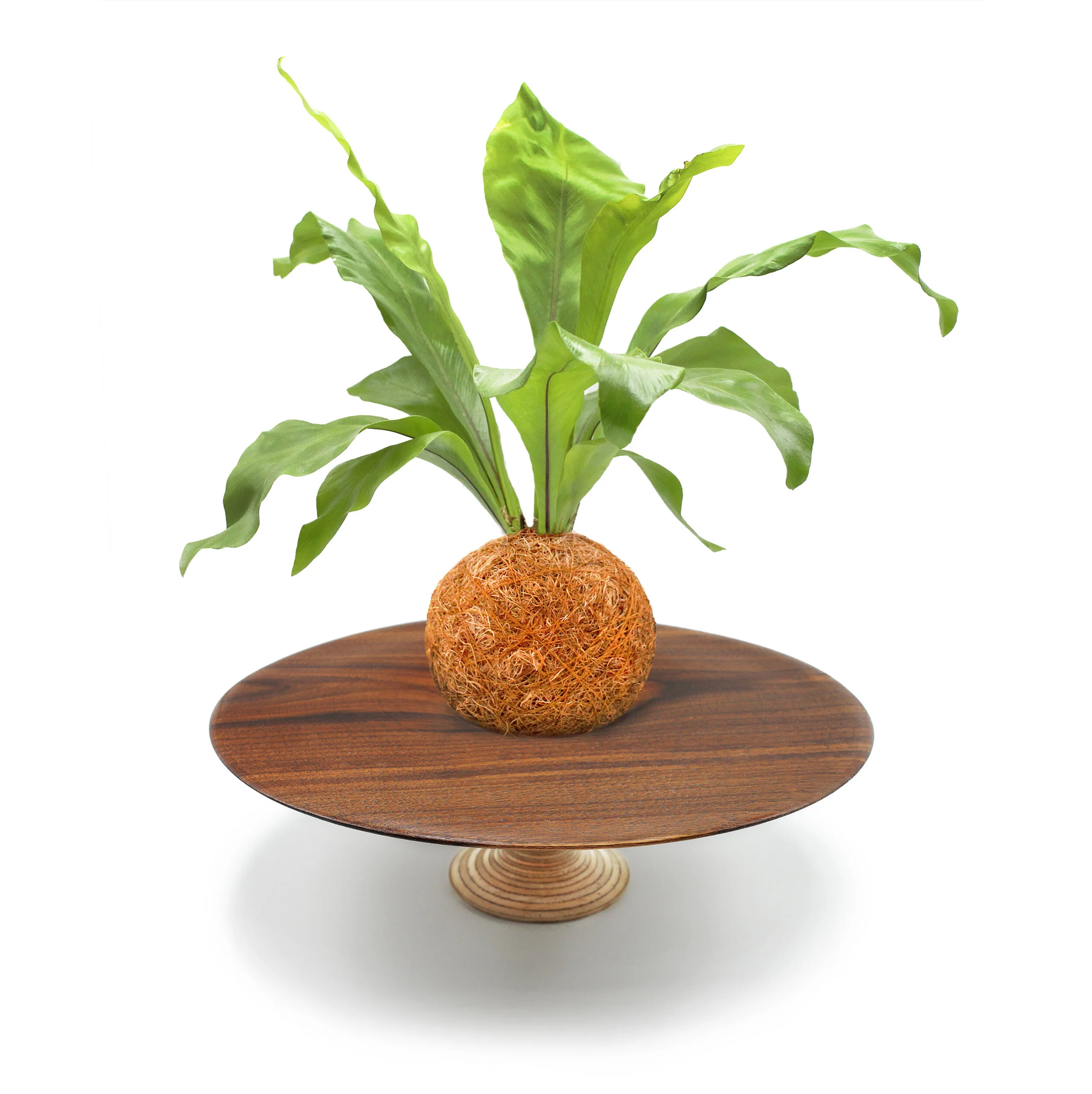 Plywood Plate copy copy.jpg