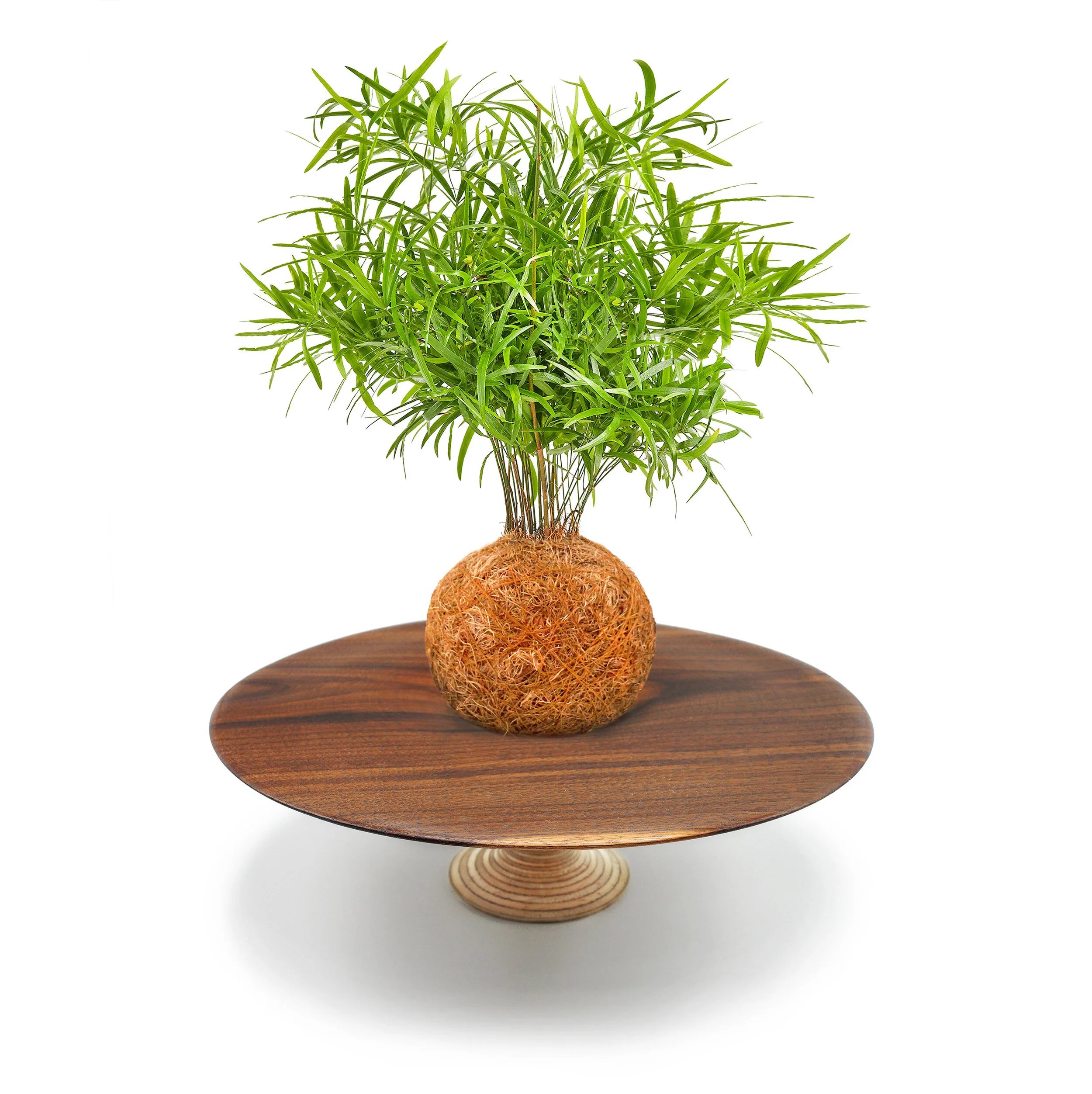 Deluxe Falcatus Fern & Moss