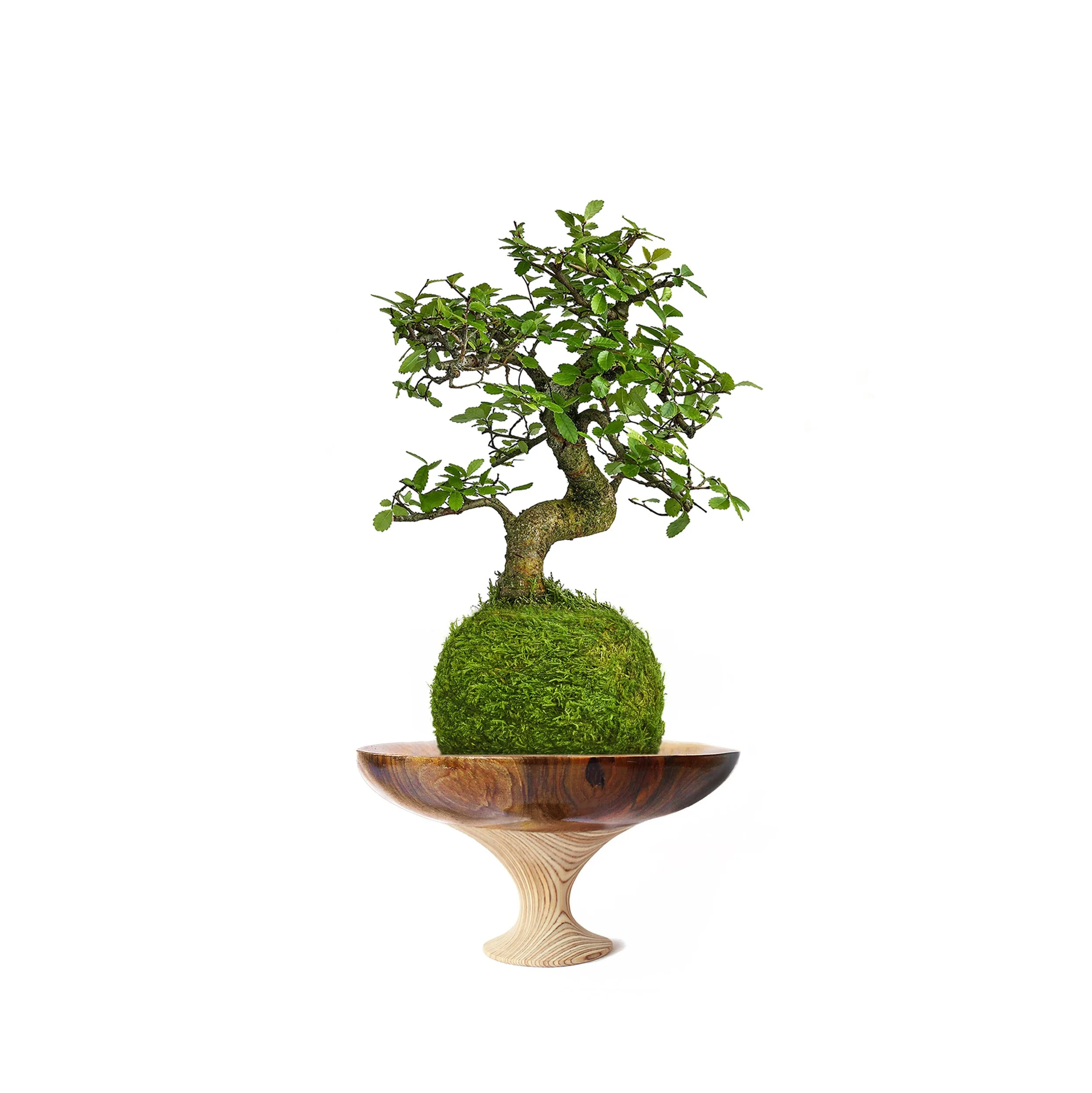 Chinese Elm.jpg