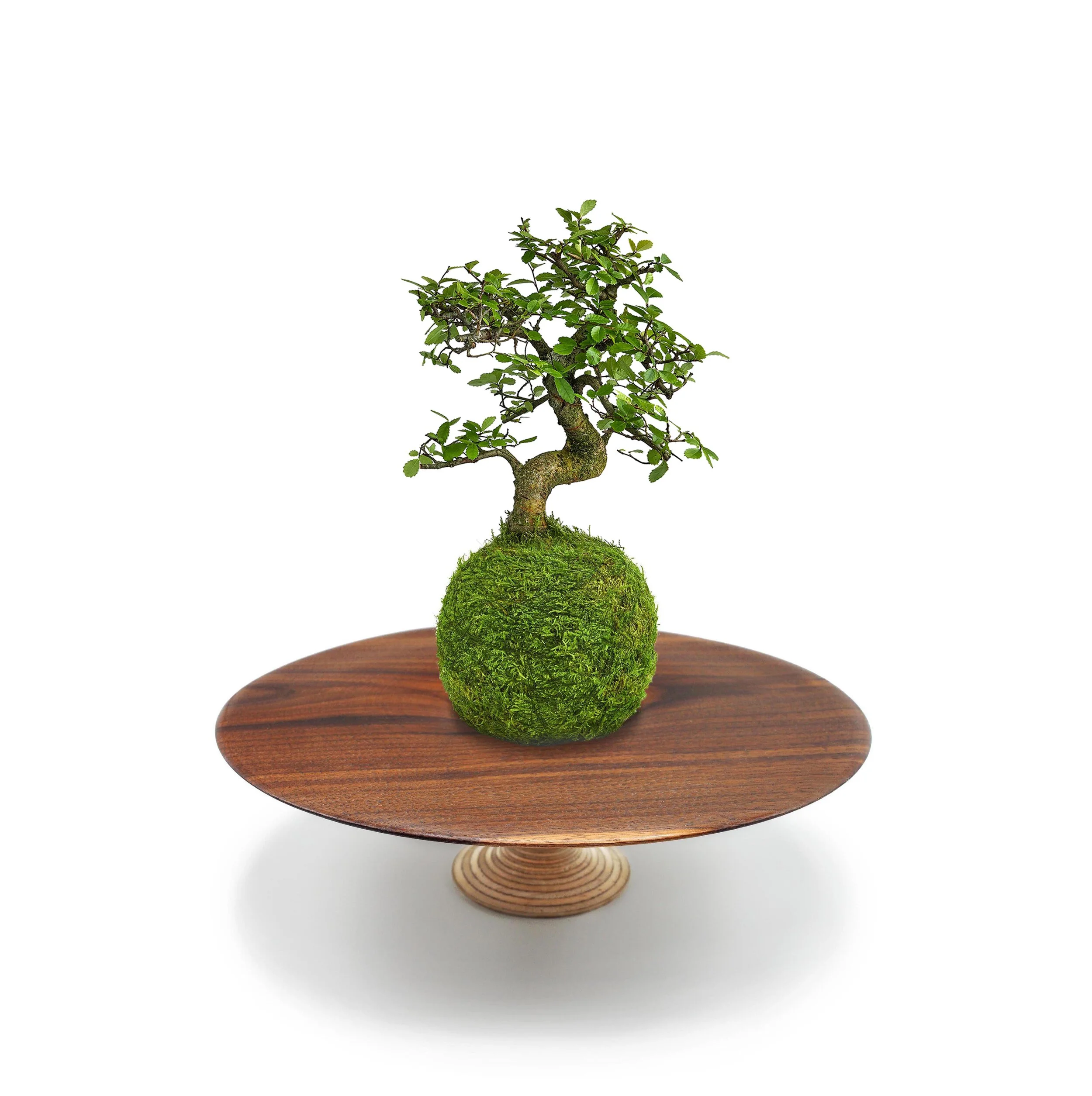Chinese Elm Garden