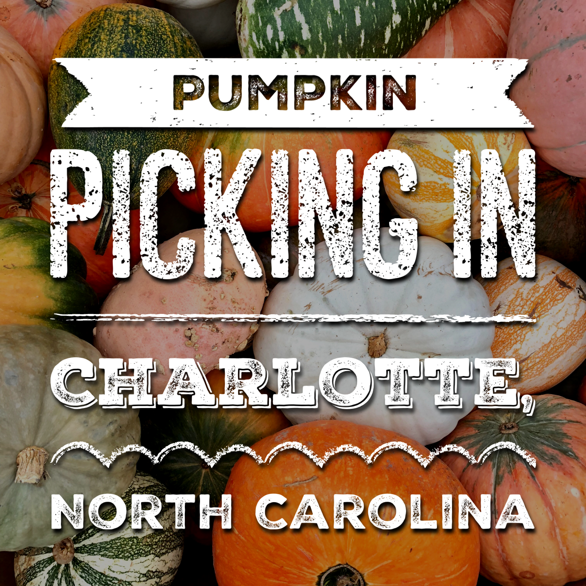 Review: Wise Acres Organic Farm