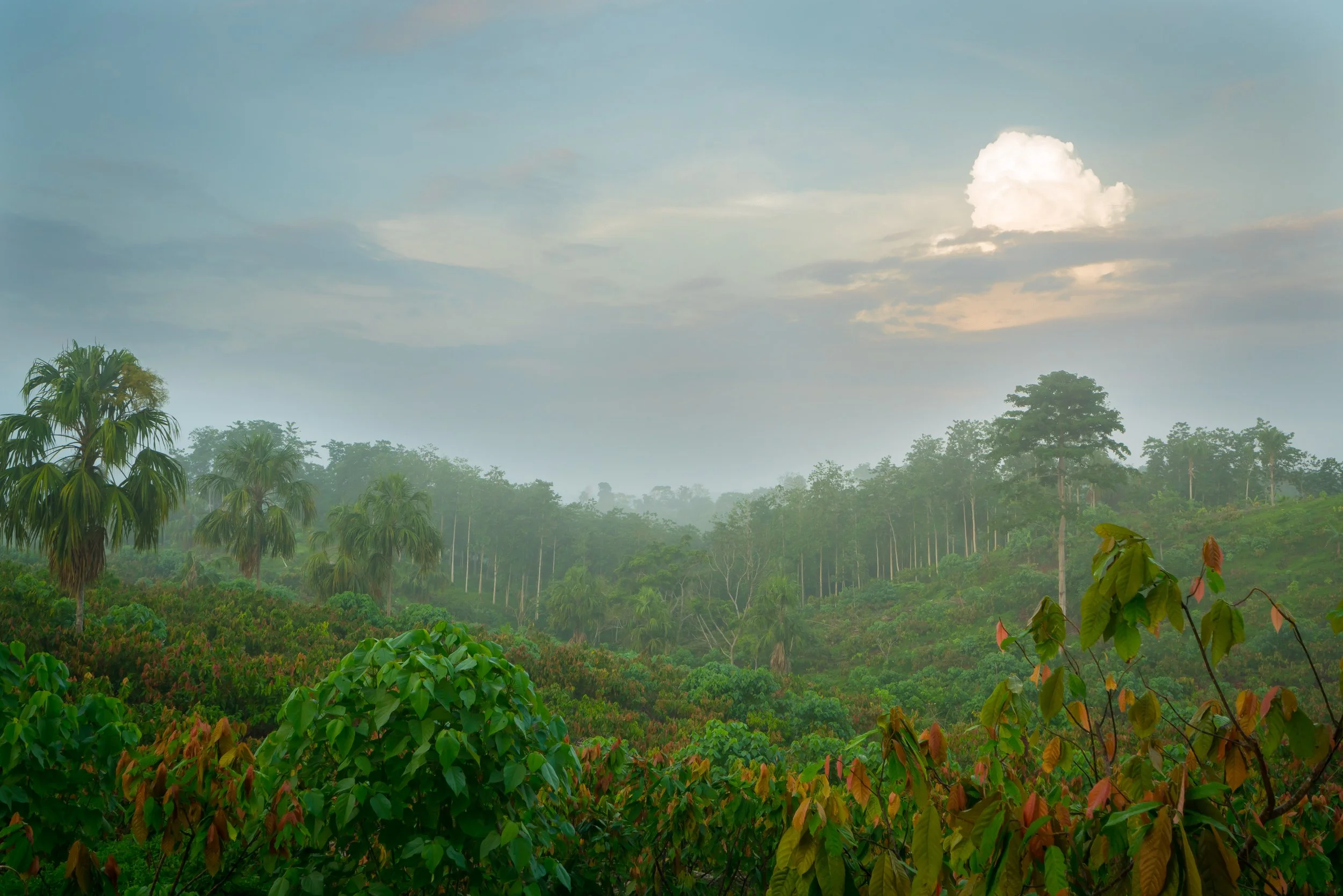 Why we chose Colombian chocolate.. — Pots & Co