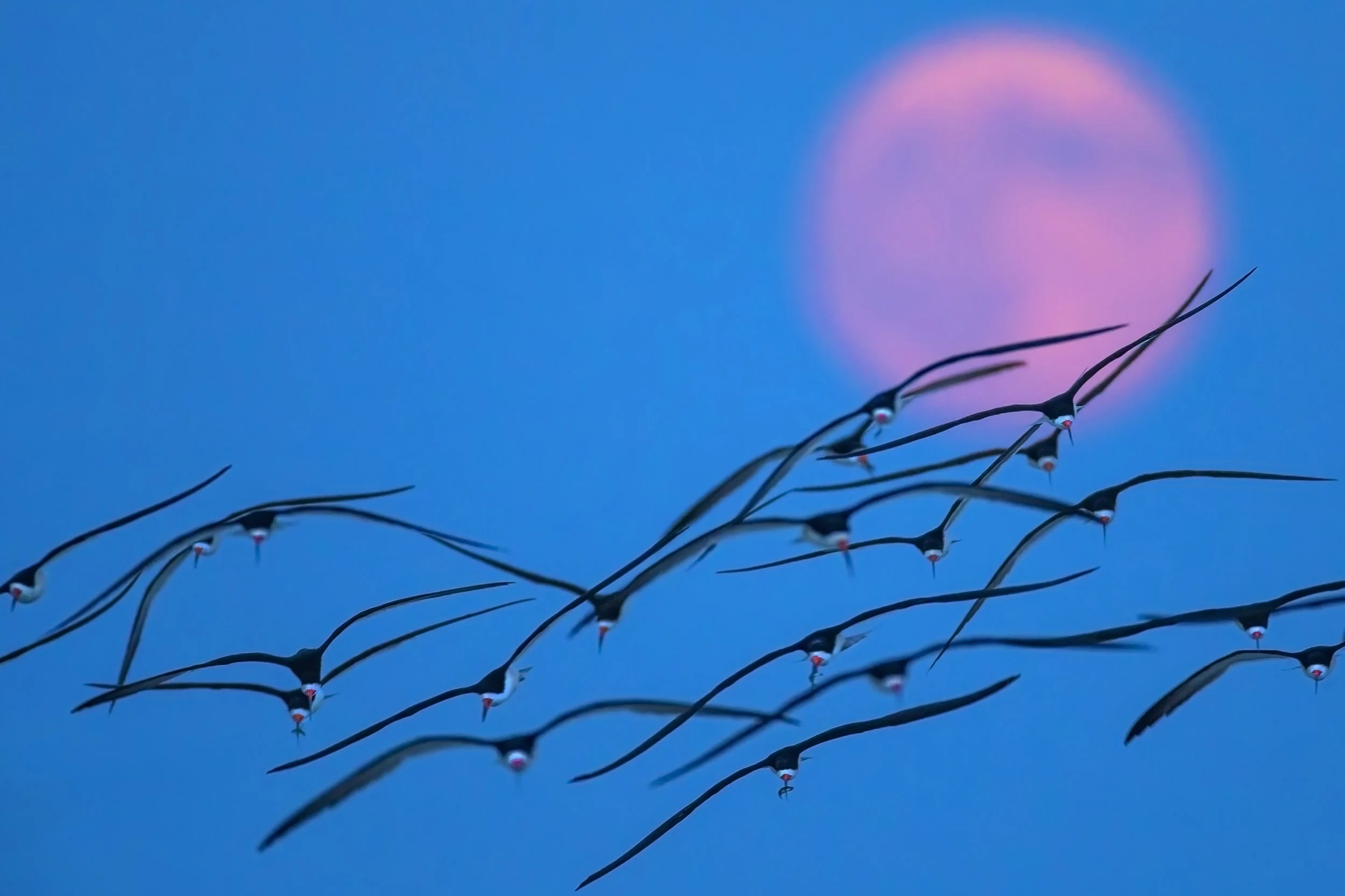 Flock of the moon.jpeg