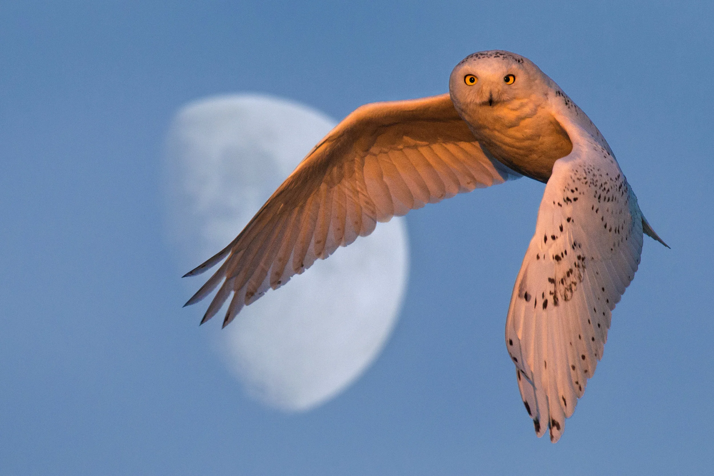 Waxing Gibbous.jpg