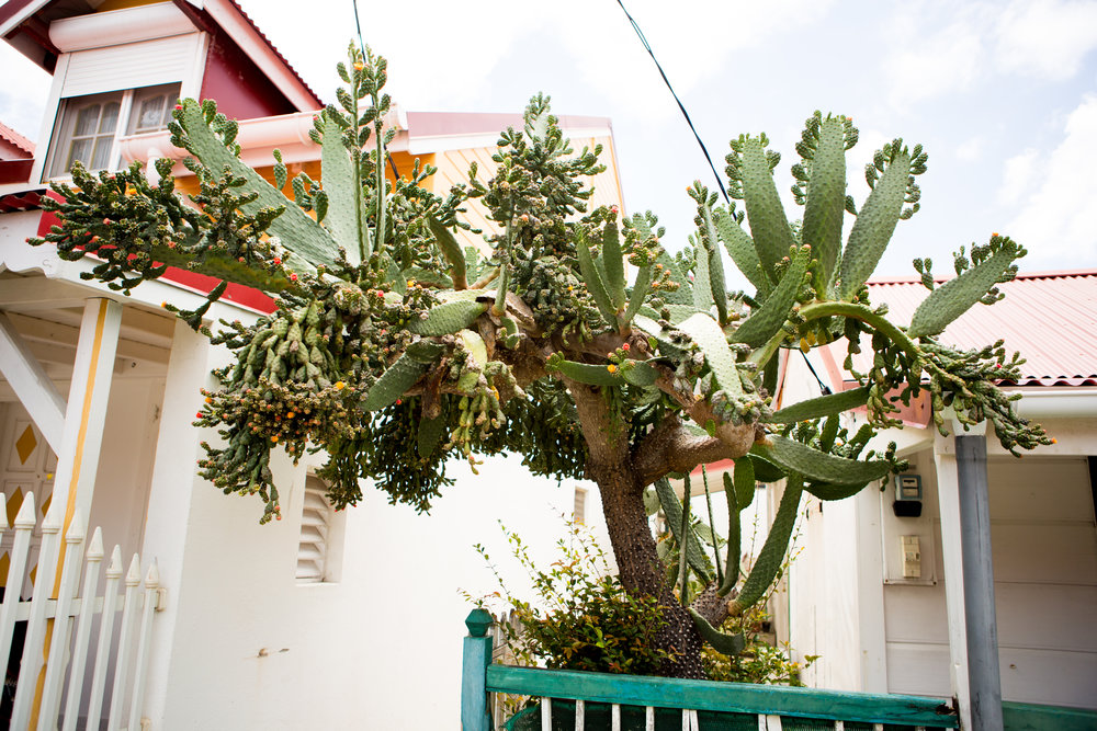 The most epic Cactus plant I have ever seen.