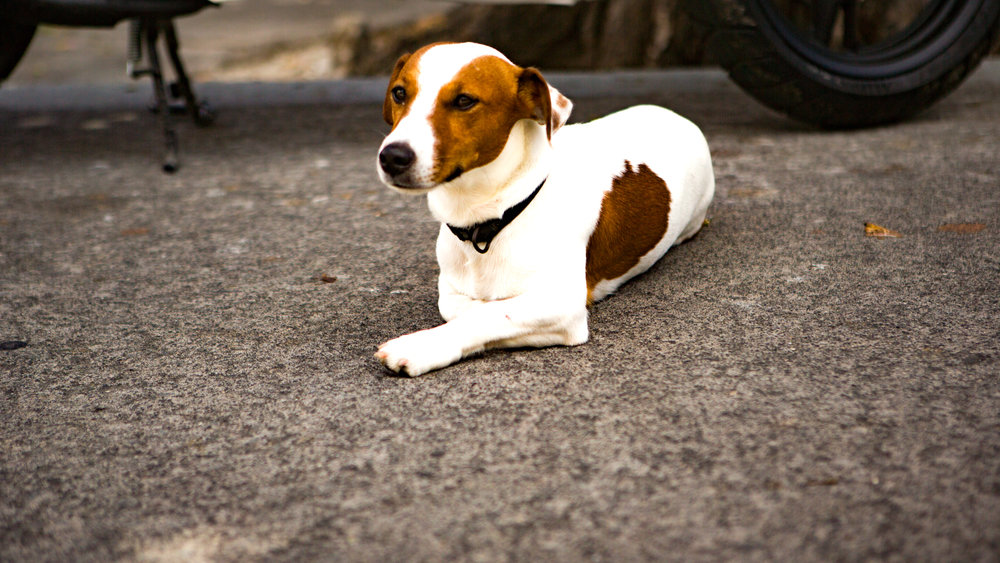 This tiny and adorable dog couldn't care less about people.