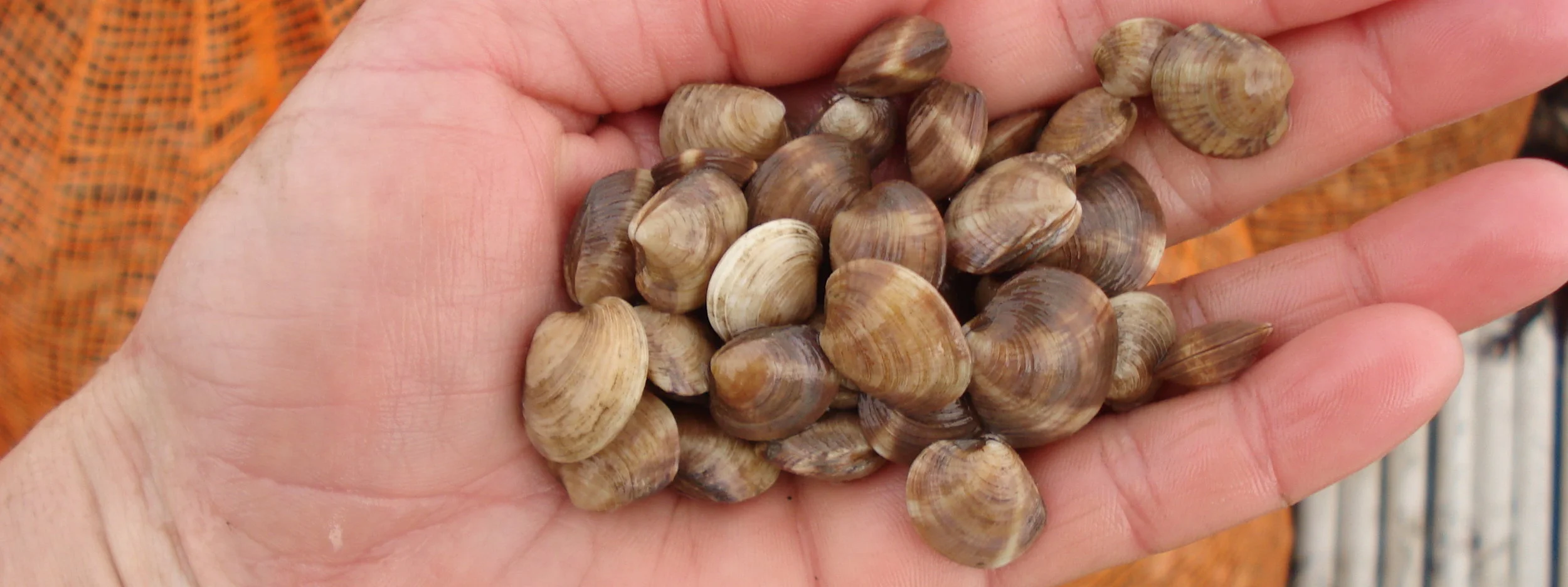  Hard Clam Seed (Plantable size)