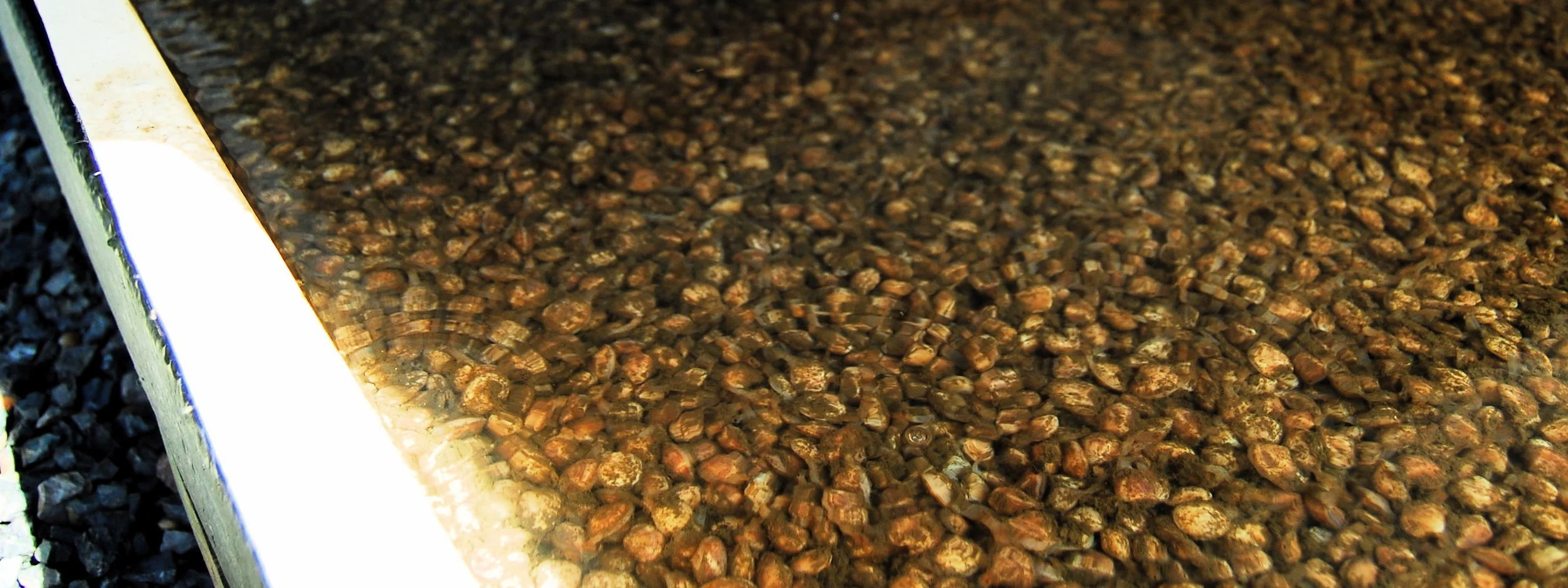 Hard Clam Seed in Raceways