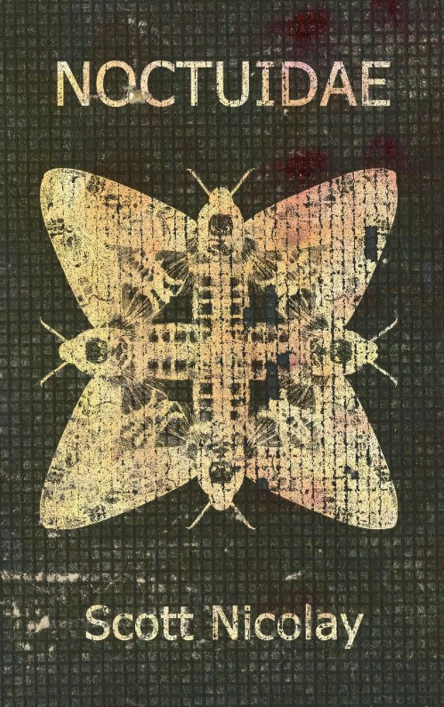 noctuidae.jpg