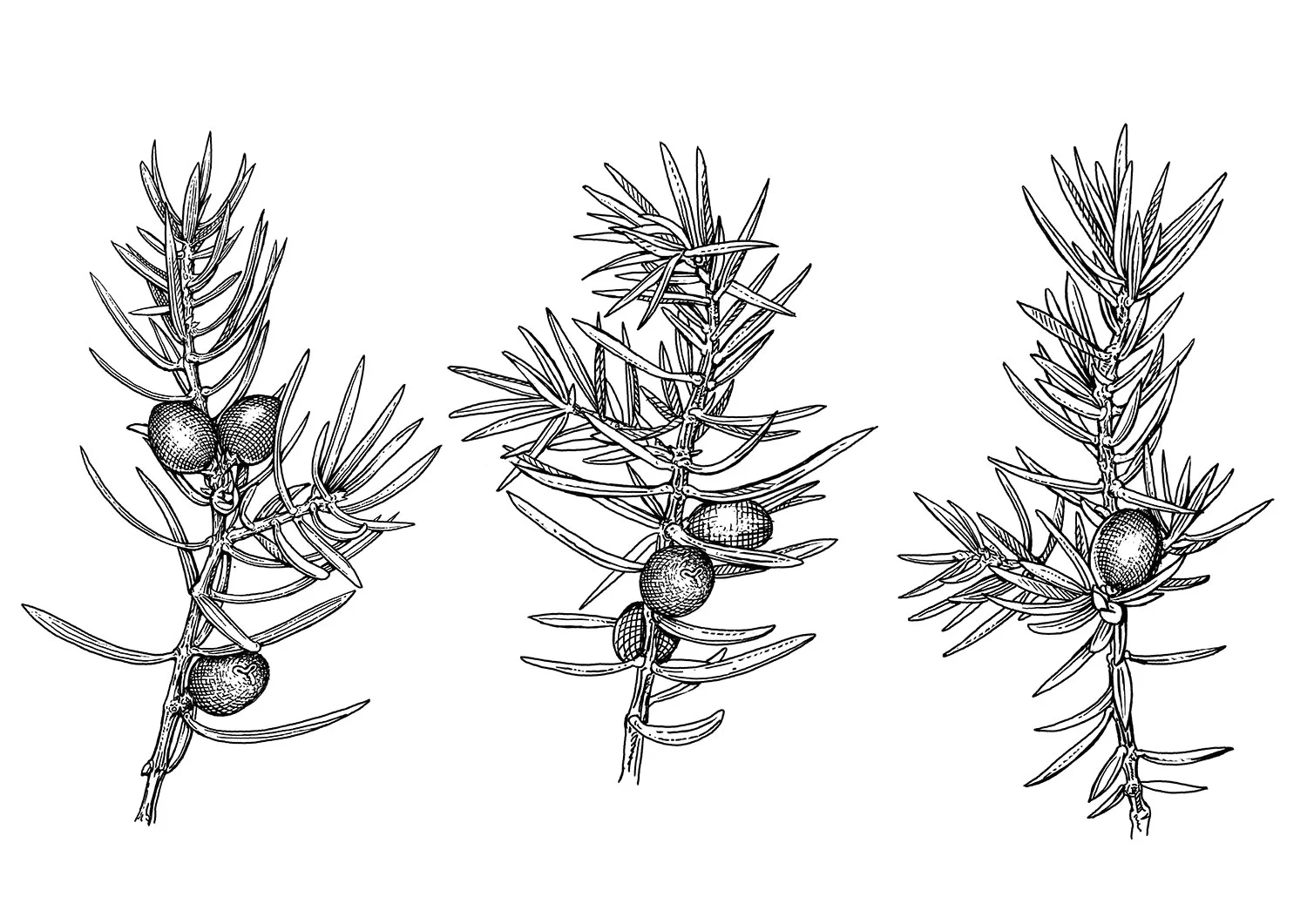 juniper-A-Work.jpg