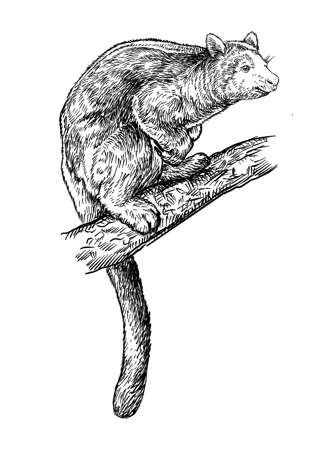 Tree_Kangaroo.jpg