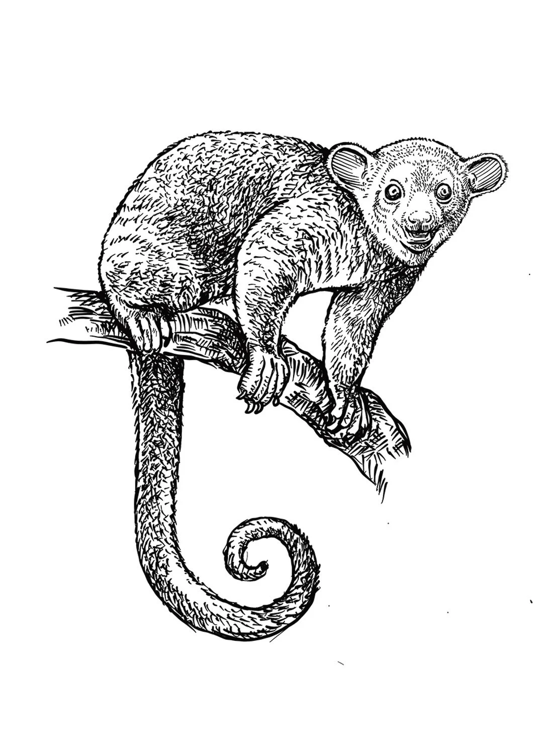 Kinkajou.jpg