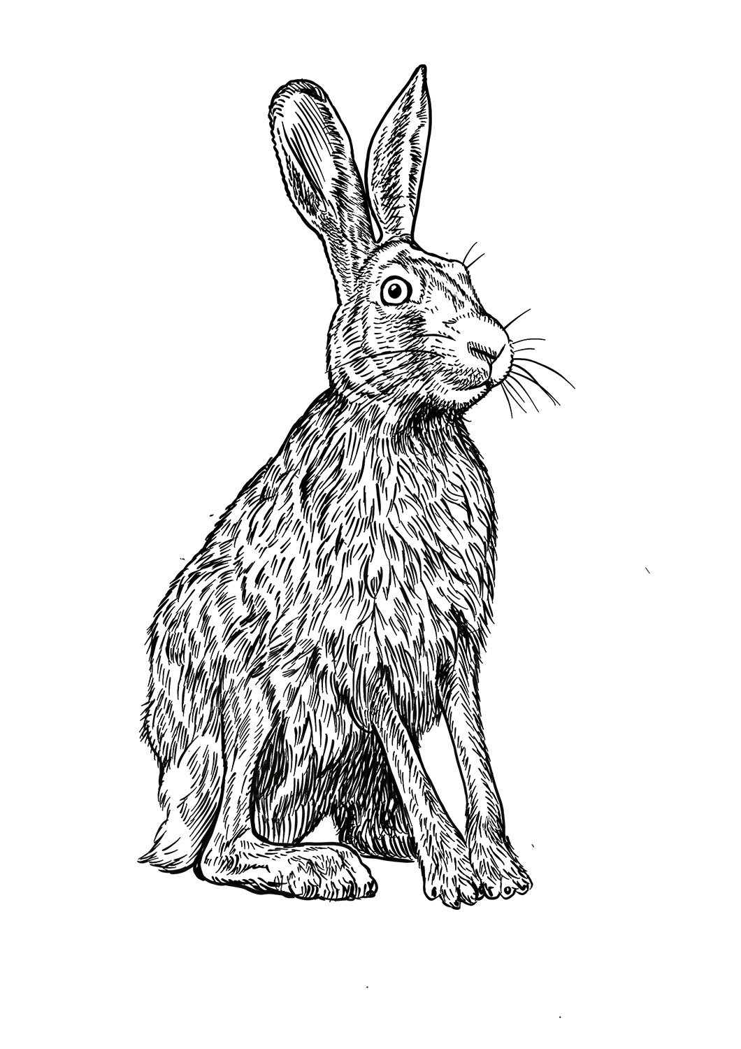Hare.jpg