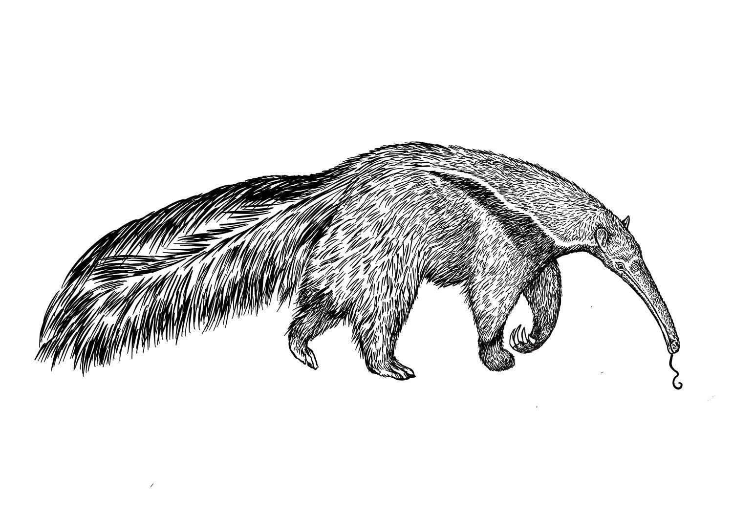 Giant_Anteater.jpg