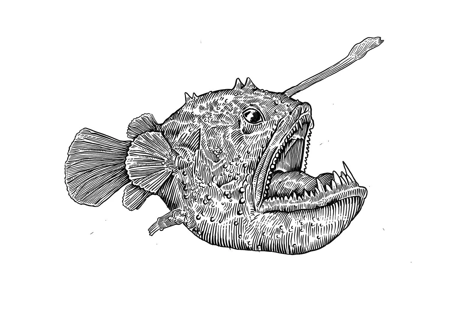 Anglerfish.jpg