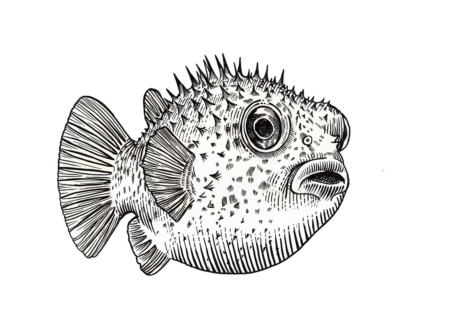 Porcupine_Fish.jpg