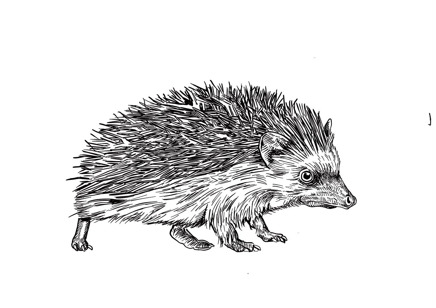 Hedgehog.jpg