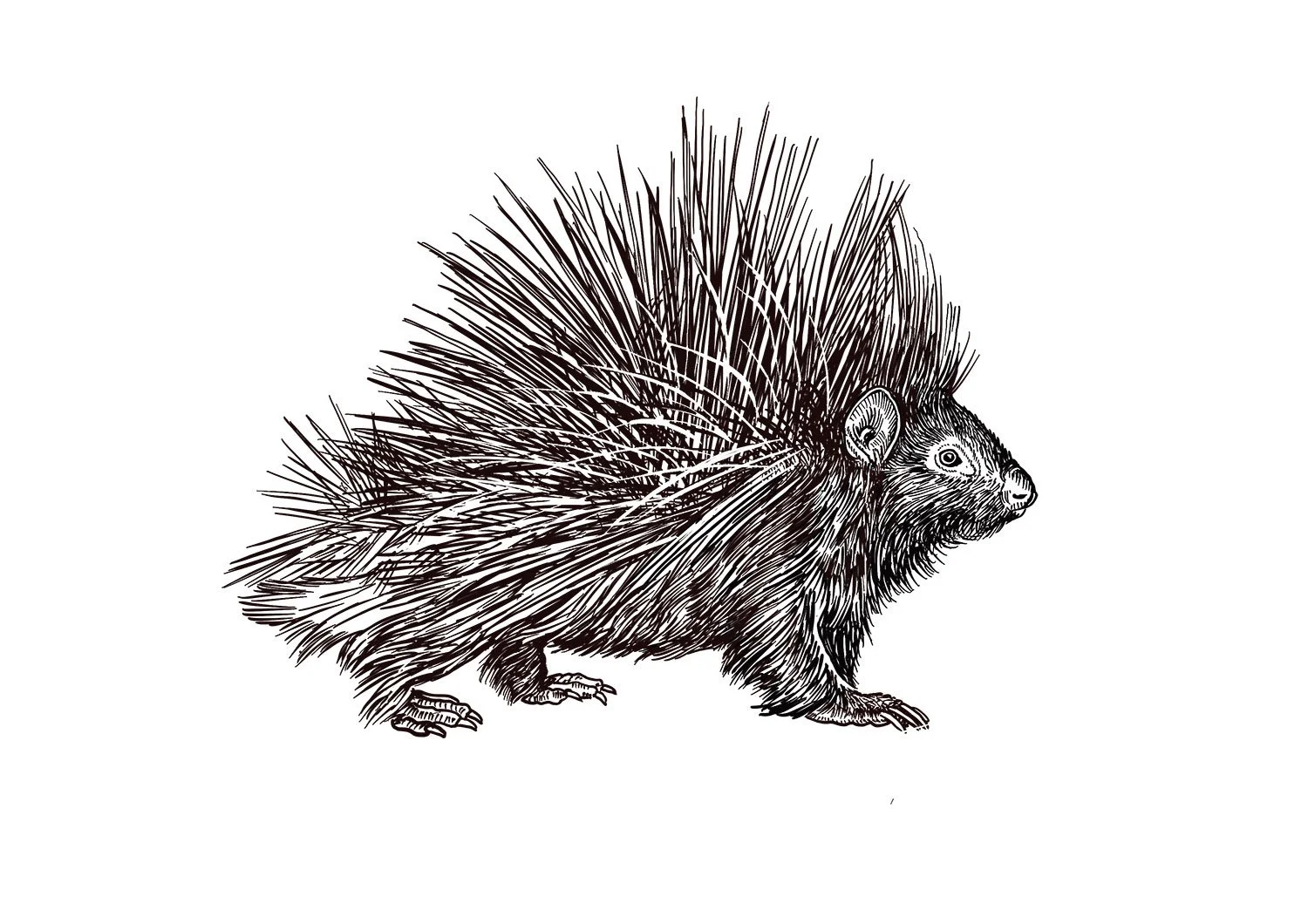 Indian_Crested_Porcupine.jpg