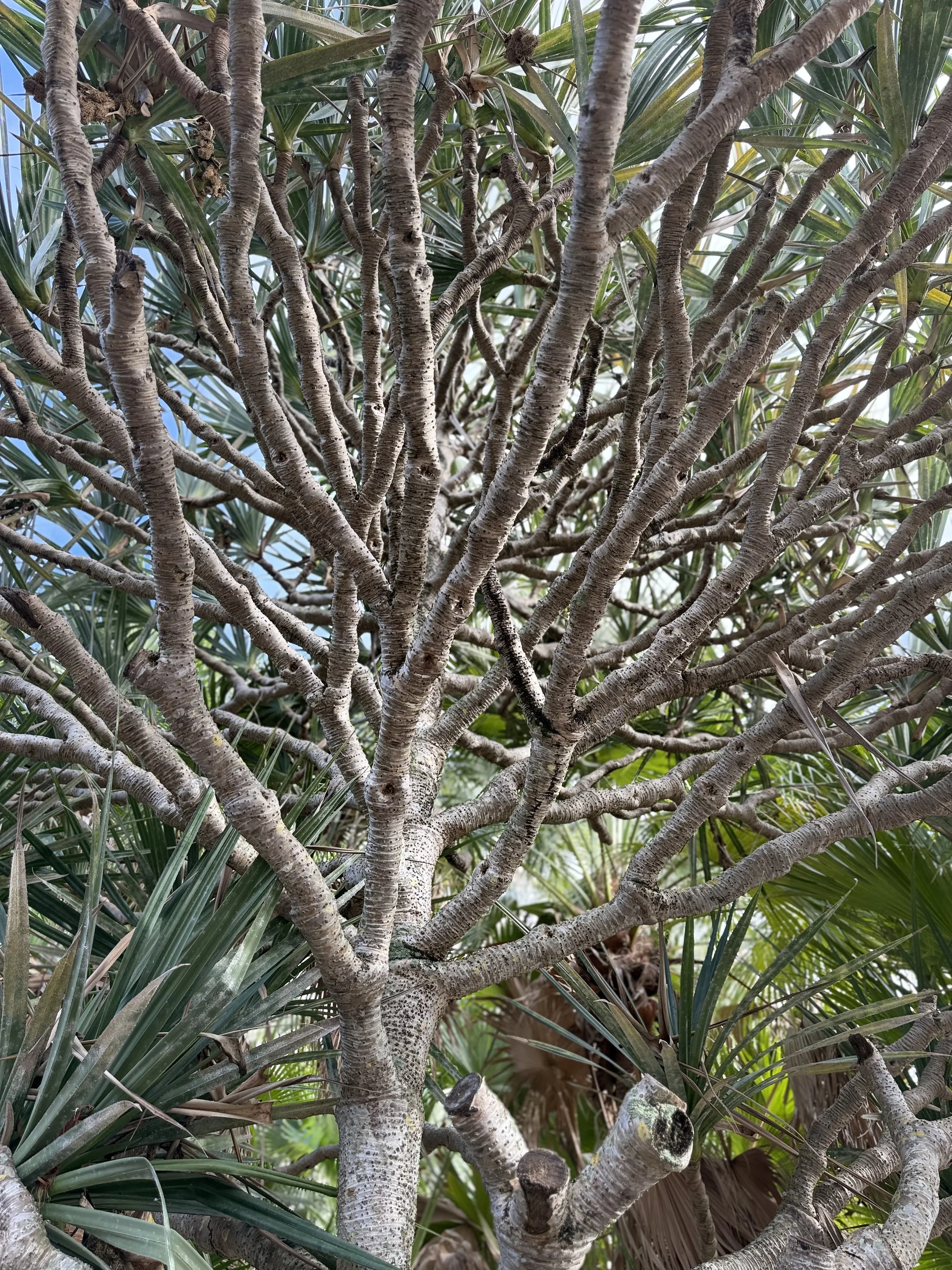 Local Tree: Branching Inspiration.jpeg