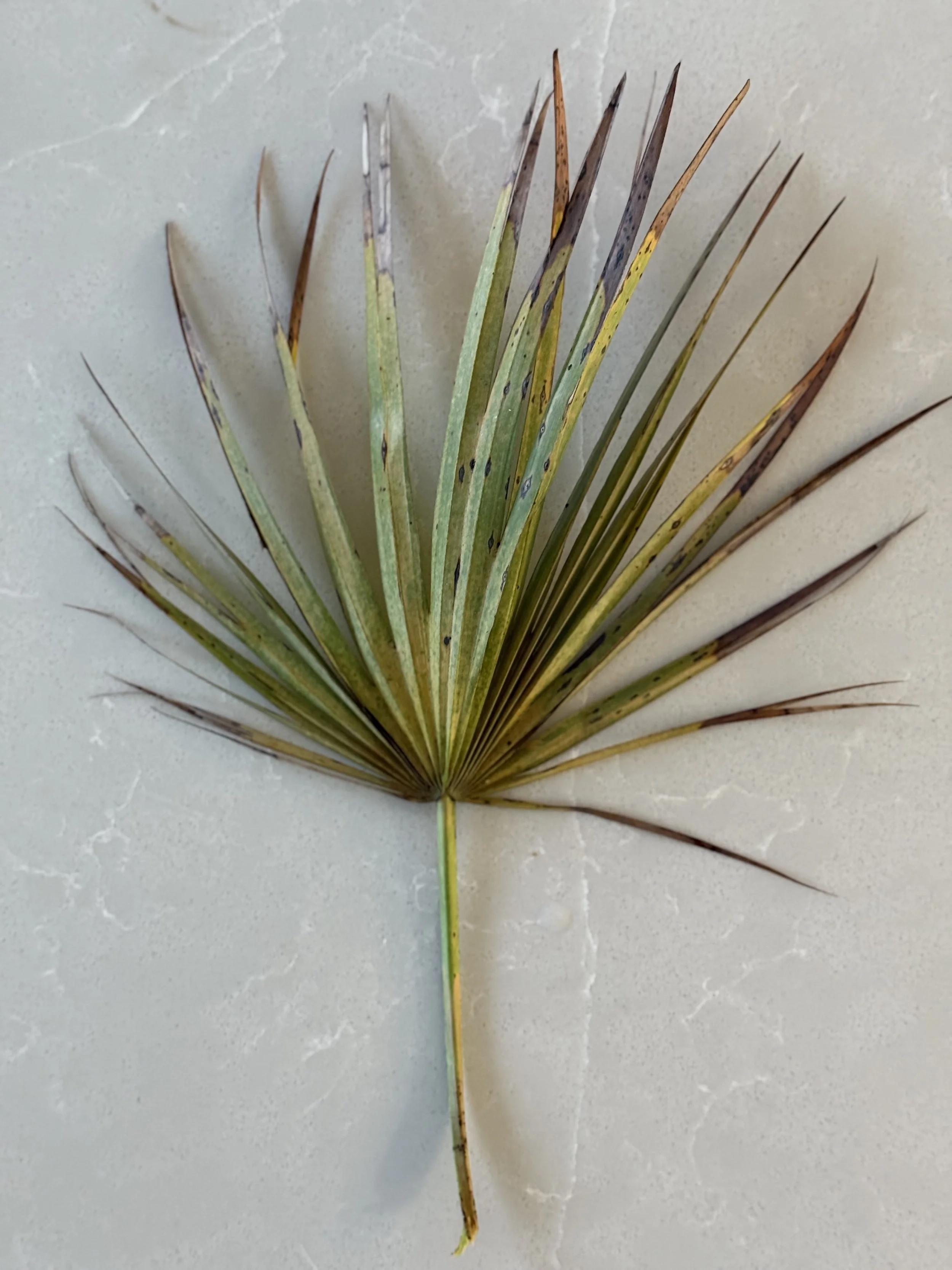 Palmetto Leaf.jpeg