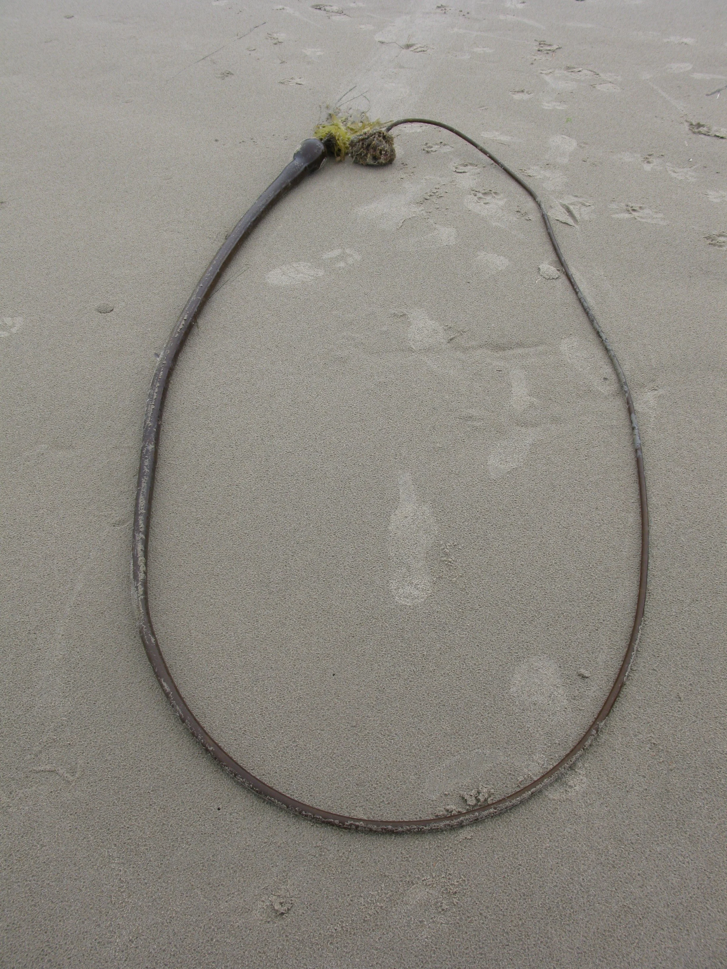 Seapod.JPG