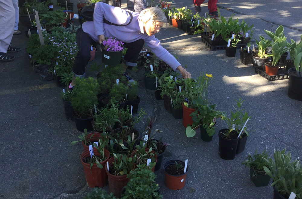 Longfellow Garden Club Annual Plant Sale