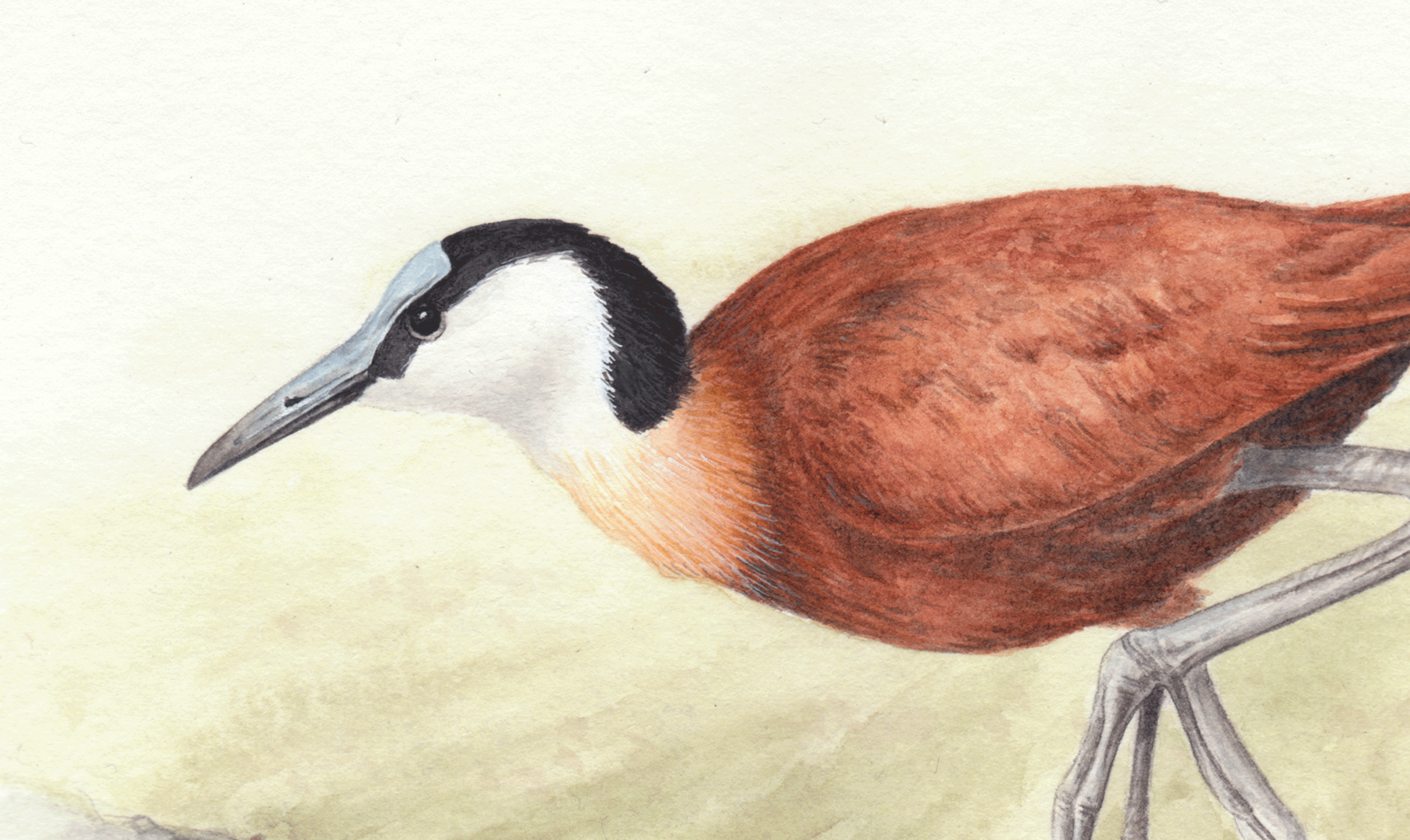 African-Jacana.gif