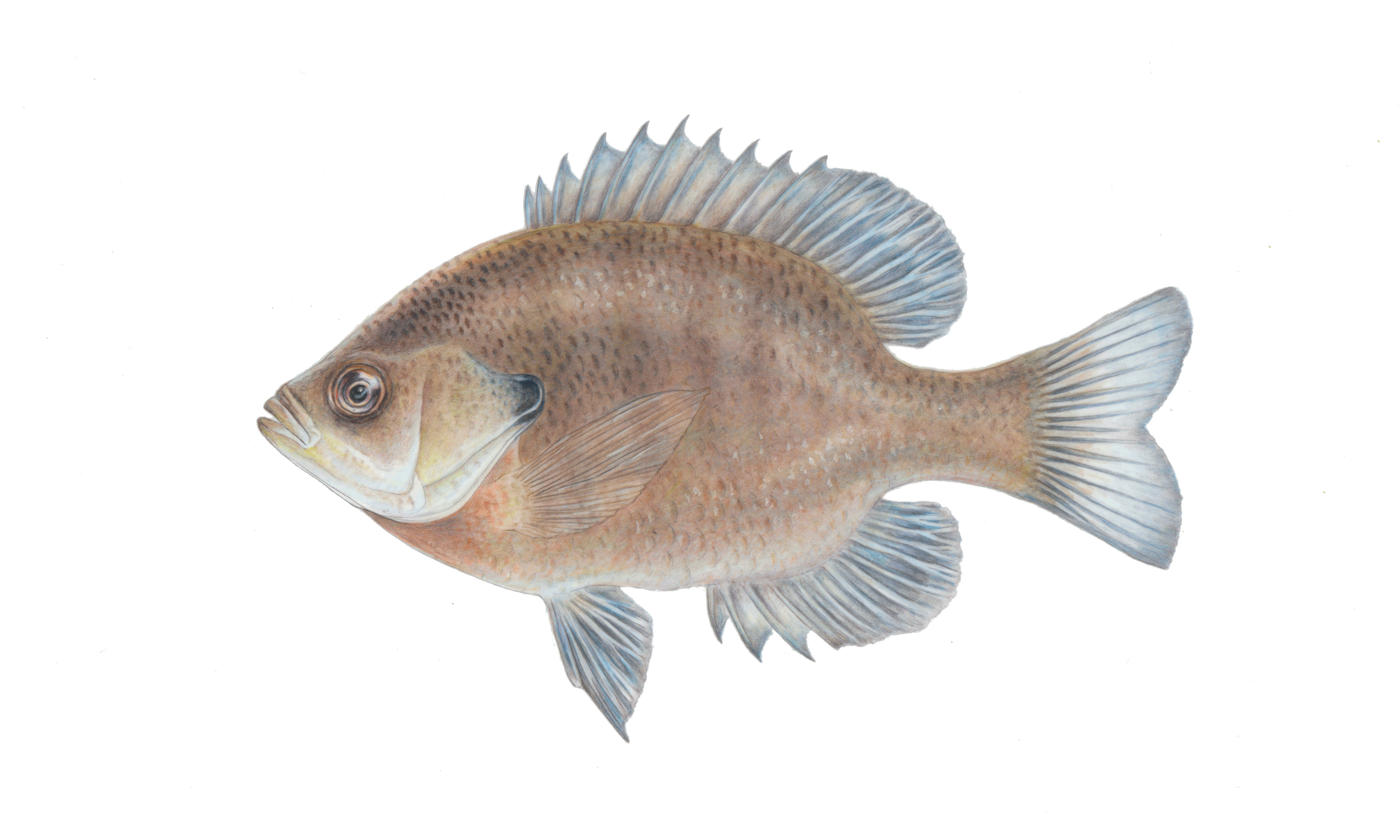 bluegill.gif