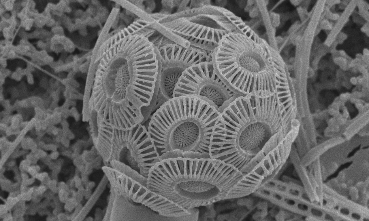 Emiliania huxleyi Dustco research.jpg