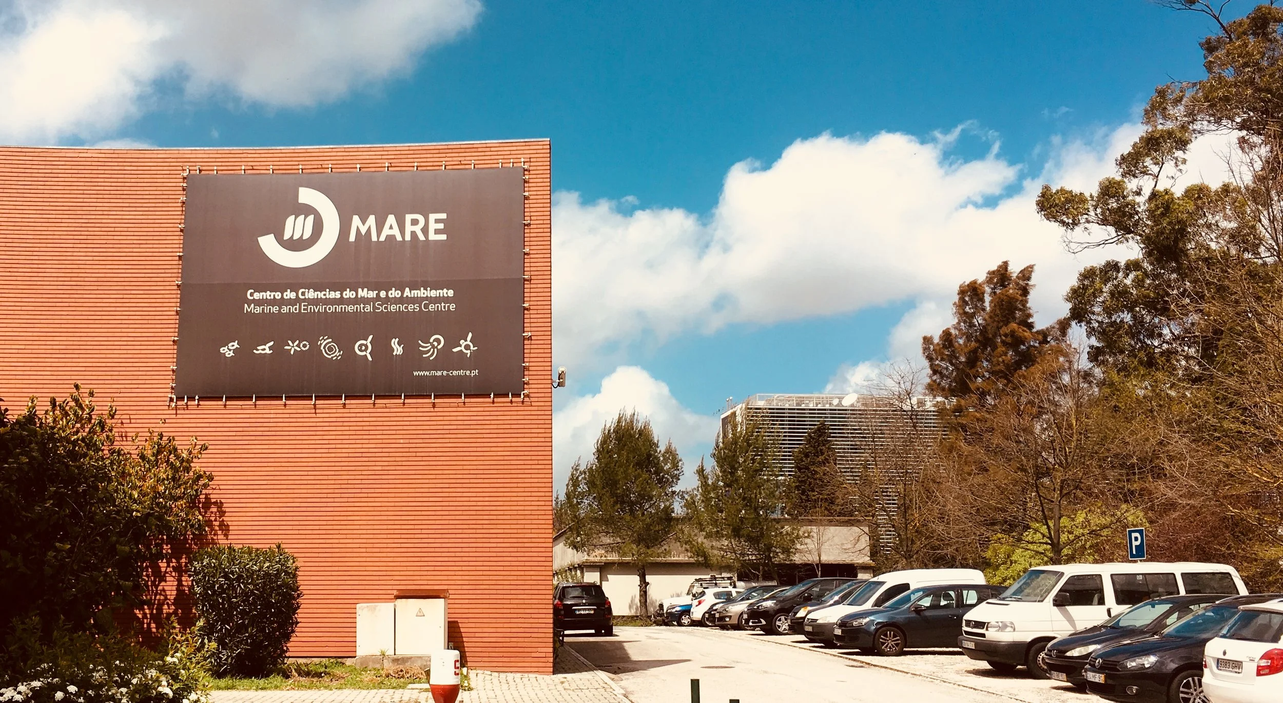 Mare.jpg