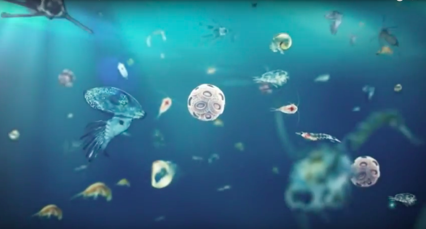 Illustration of marine phytoplankton (including coccolithophores) drifting in the ocean (organisms are not to scale). Image obtained from: https://www.youtube.com/watch?v=jsgCjgcp_6g