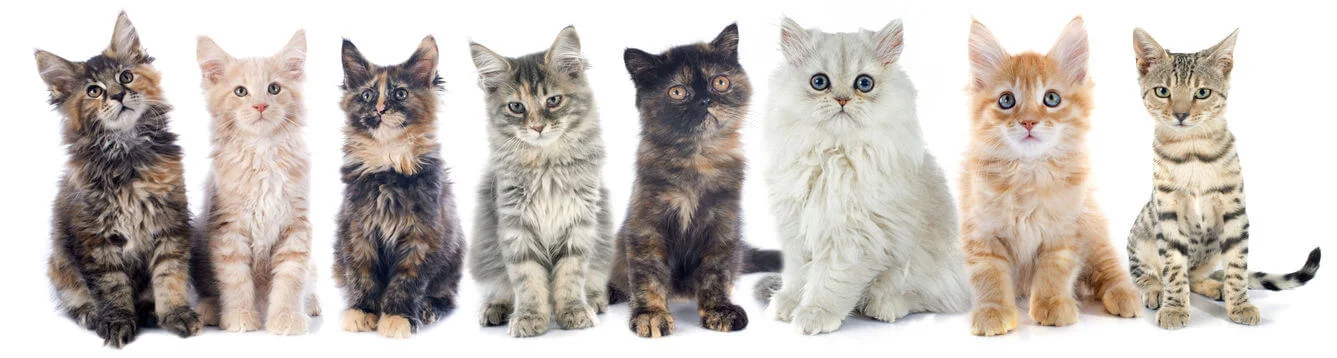 Cat-Banner-medium23.jpg