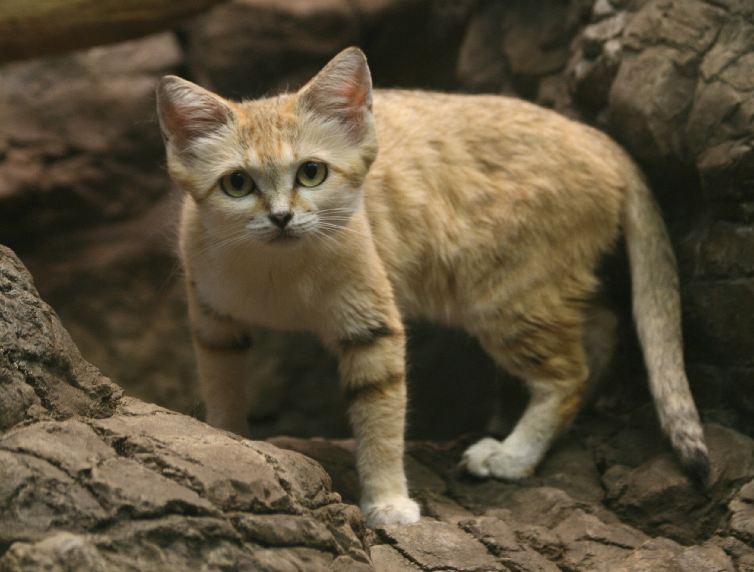 Кошка пустыни. Пустынный барханный кот. Песчаная барханная кошка. Песчаная кошка (Felis Margarita). Животные пустыни барханный кот.