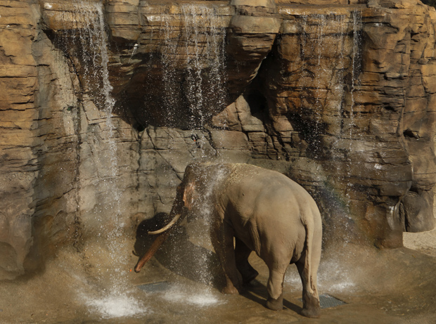 elephants-la.jpg