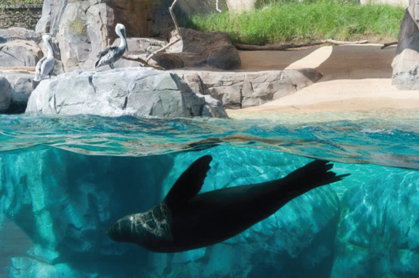 sea-lion-the-washington-post3-1.jpg
