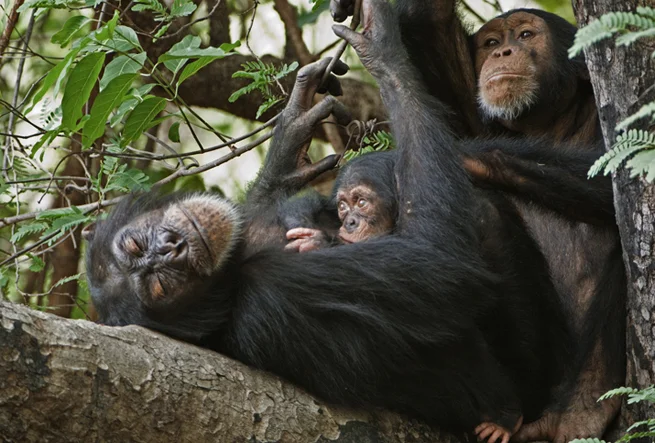 3-chimpanzee-sleep-baby-655.jpg