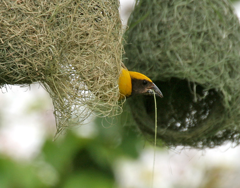 baya_weaver_ploceus_philippinus-_male_making_nest.jpg