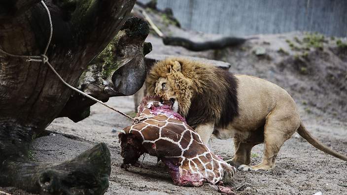 marius_giraffe_140209_getty.jpg